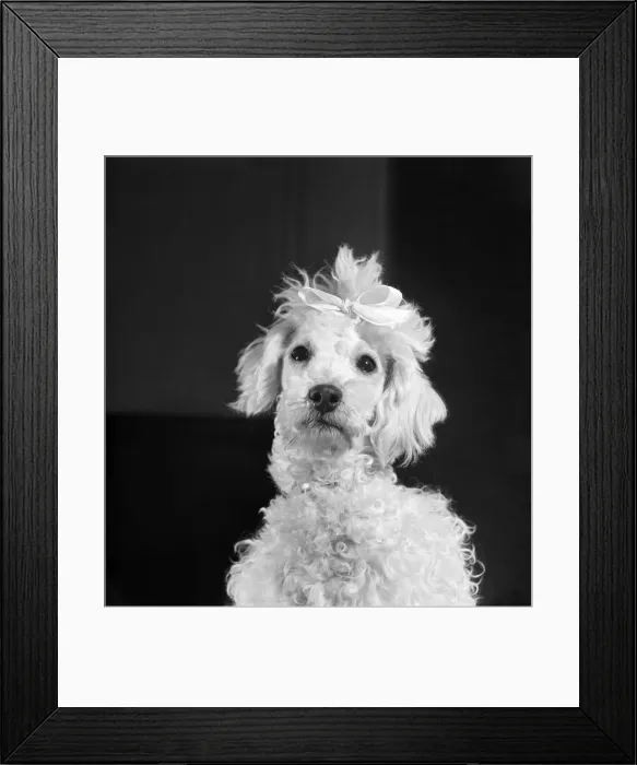 Framed Print : Poodle dog. April 1952 C1574-002 Framed Print : Poodle dog. April 1952 C1574-002
