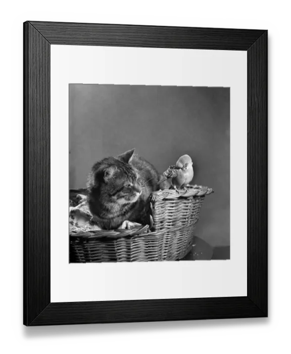 Framed Print : Tiger'the cat & Jack'the budgerigar. April 1952 C1696-001 Framed Print : Tiger'the cat & Jack'the budgerigar. April 1952 C1696-001