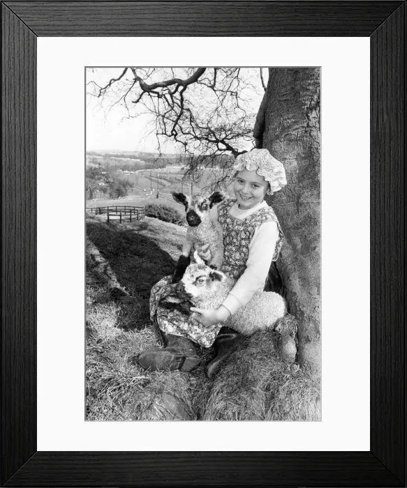 Framed Print : The lambs at Beamish Museum with farm helper Lee-Ann Telford