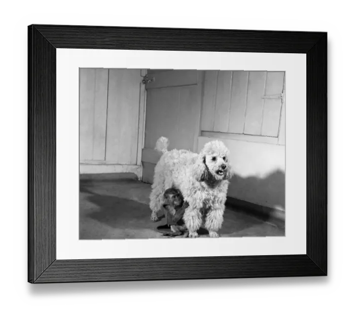 Framed Print : Monkey and poodle dog. March 1952 C1321-002