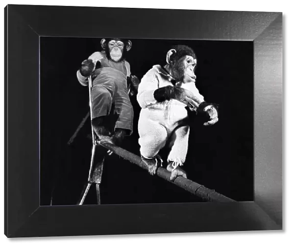 Bobo & Pepe the chimps. April 1952 C1740