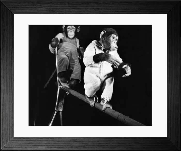 Framed Print : Bobo & Pepe the chimps. April 1952 C1740 Framed Print : Bobo & Pepe the chimps. April 1952 C1740