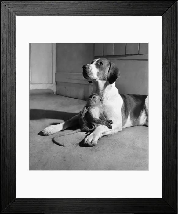 Framed Print : Monkey and foxhound dog. March 1952 C1321-001 Framed Print : Monkey and foxhound dog. March 1952 C1321-001