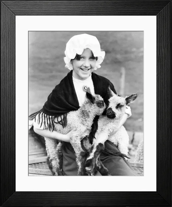 Framed Print : Lambing at Beamish Museum - Teeswater lambs and visitor Vicky Wark