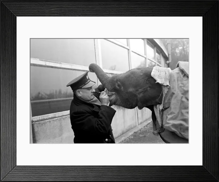 Framed Print : Keeper Laurie Gladman gives Valli, the baby Indian elephant at Whipsnade Zoo her daily Framed Print : Keeper Laurie Gladman gives Valli, the baby Indian elephant at Whipsnade Zoo her daily