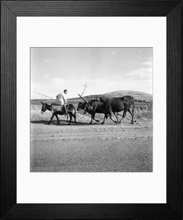 Framed Print : Cyprus peasant going to work. November 1952 C1103-005 Framed Print : Cyprus peasant going to work. November 1952 C1103-005