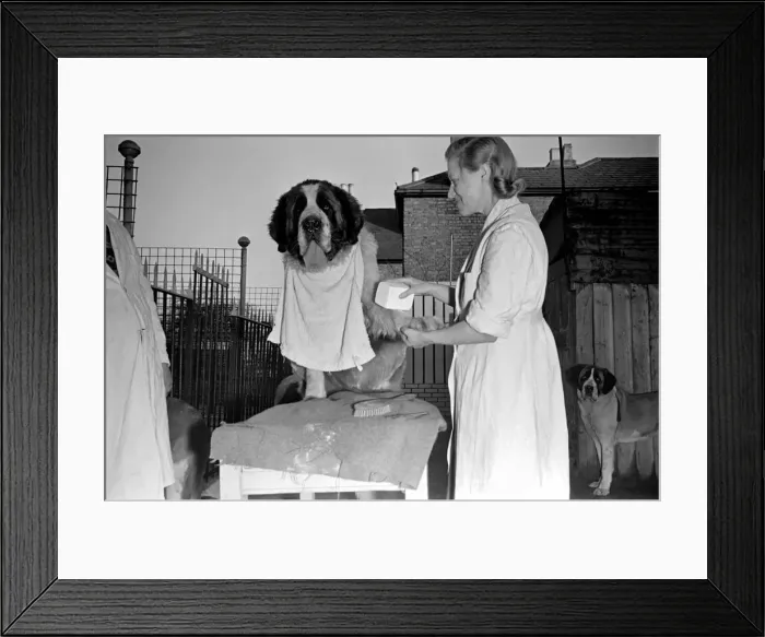 Framed Print : Miss Gladys Wilmot dry-cleans'St. Bernard dogs Apollo and Pericles Framed Print : Miss Gladys Wilmot dry-cleans'St. Bernard dogs Apollo and Pericles