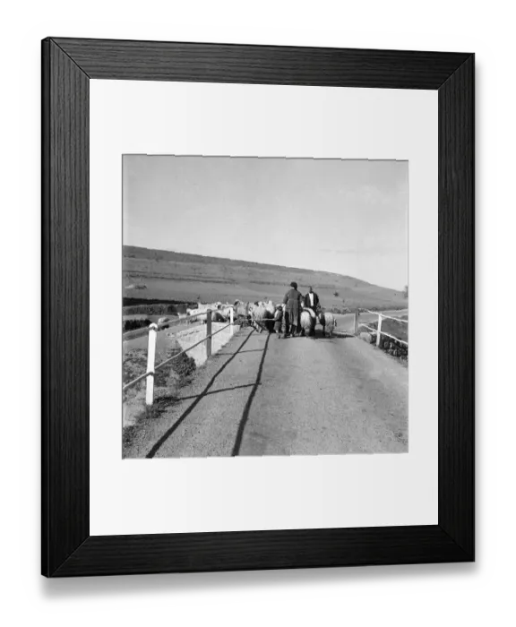 Framed Print : Sheep on Bridge on the way to Troodos in the Cyprus mountains. November 1952 C1103-006 Framed Print : Sheep on Bridge on the way to Troodos in the Cyprus mountains. November 1952 C1103-006