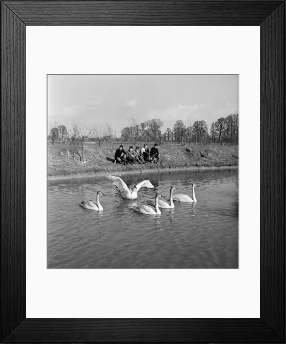 Framed Print : Swans at the Seven Wildfowl Trust at Sunbridge, Gloucestershire Framed Print : Swans at the Seven Wildfowl Trust at Sunbridge, Gloucestershire