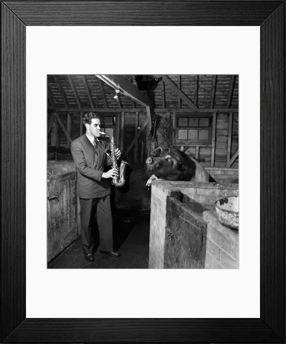 Framed Print : Phil Tate- Saxophonist plays to pigs at Shere, Surrey. March 1952 C1224 Framed Print : Phil Tate- Saxophonist plays to pigs at Shere, Surrey. March 1952 C1224