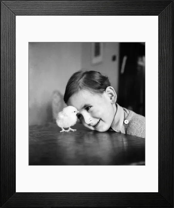 Framed Print : Boy and Chick. April 1954 C1592 Framed Print : Boy and Chick. April 1954 C1592