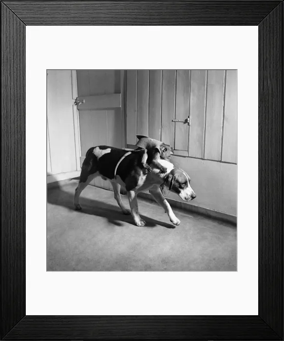 Framed Print : Monkey and foxhound dog. March 1952 C1321 Framed Print : Monkey and foxhound dog. March 1952 C1321