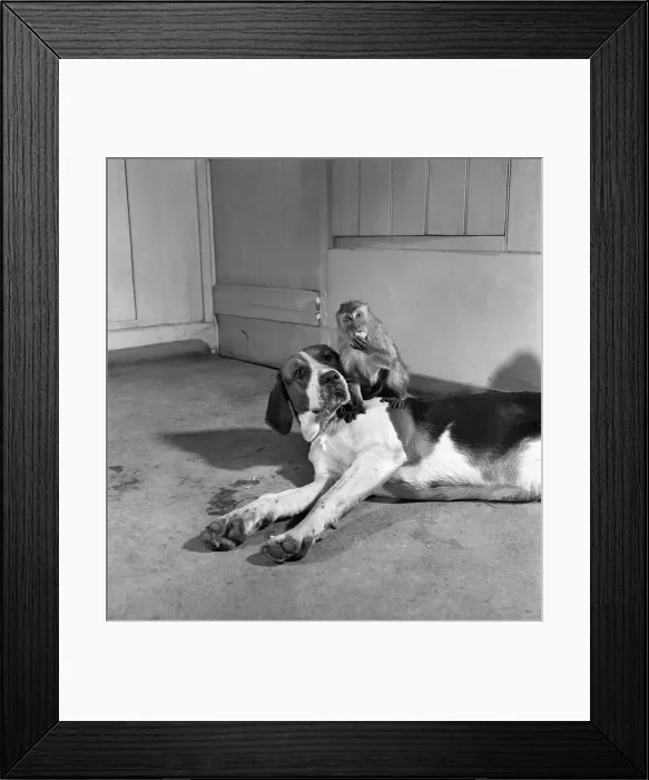 Framed Print : Monkey and foxhound dog. March 1952 C1321-003 Framed Print : Monkey and foxhound dog. March 1952 C1321-003