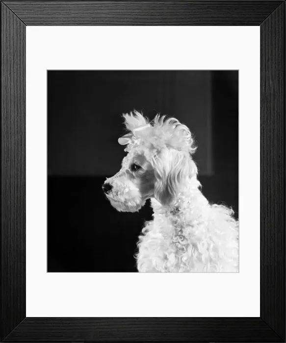 Framed Print : Poodle dog. April 1952 C1574-003 Framed Print : Poodle dog. April 1952 C1574-003