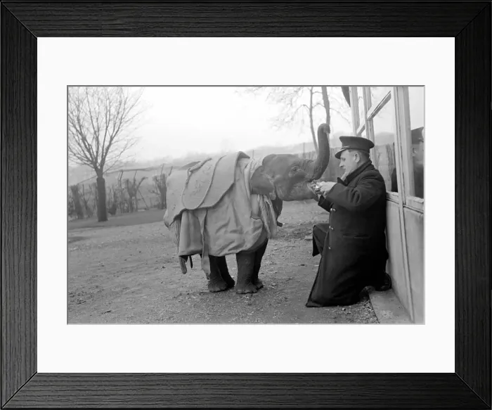 Framed Print : Keeper Laurie Gladman gives Valli, the baby Indian elephant at Whipsnade Zoo her daily