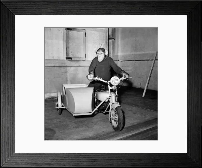 Framed Print : Julie, a four year old chimpanzee is practising for her first season Framed Print : Julie, a four year old chimpanzee is practising for her first season