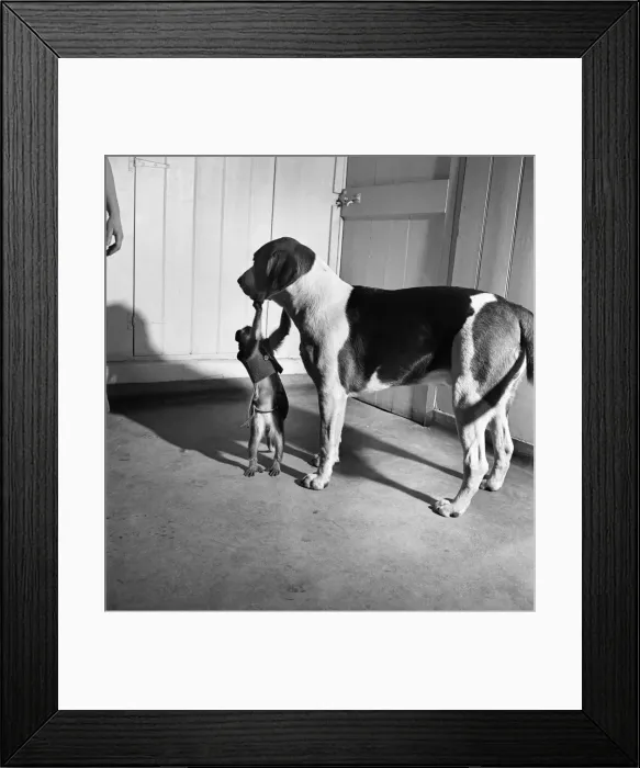 Framed Print : Monkey and foxhound dog. March 1952 C1321-004