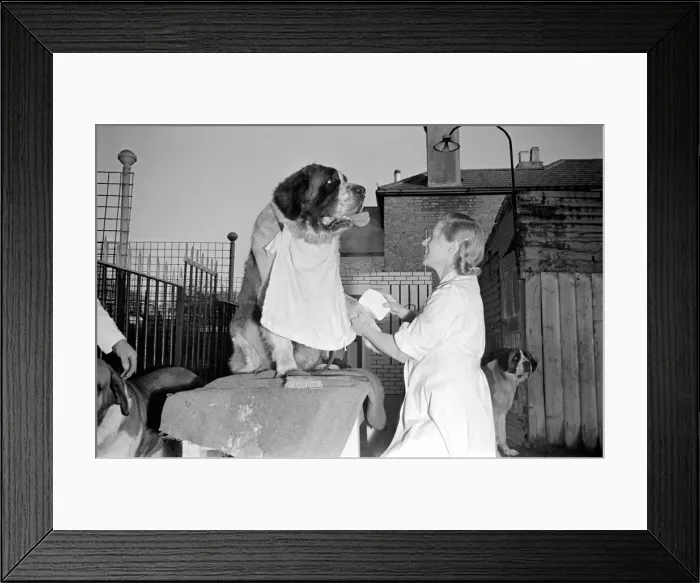 Framed Print : Miss Gladys Wilmot dry-cleans'St. Bernard dogs Apollo and Pericles Framed Print : Miss Gladys Wilmot dry-cleans'St. Bernard dogs Apollo and Pericles