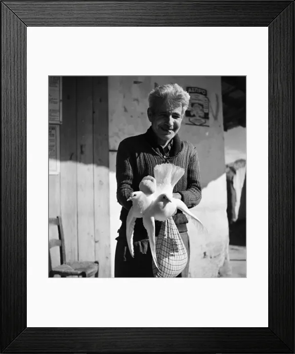 Framed Print : Cypriot Greek with a pair of pigeons. November 1952 C1103-002 Framed Print : Cypriot Greek with a pair of pigeons. November 1952 C1103-002