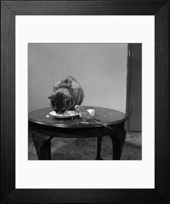 Framed Print : Tiger'the cat & Jack'the budgerigar. April 1952 C1696