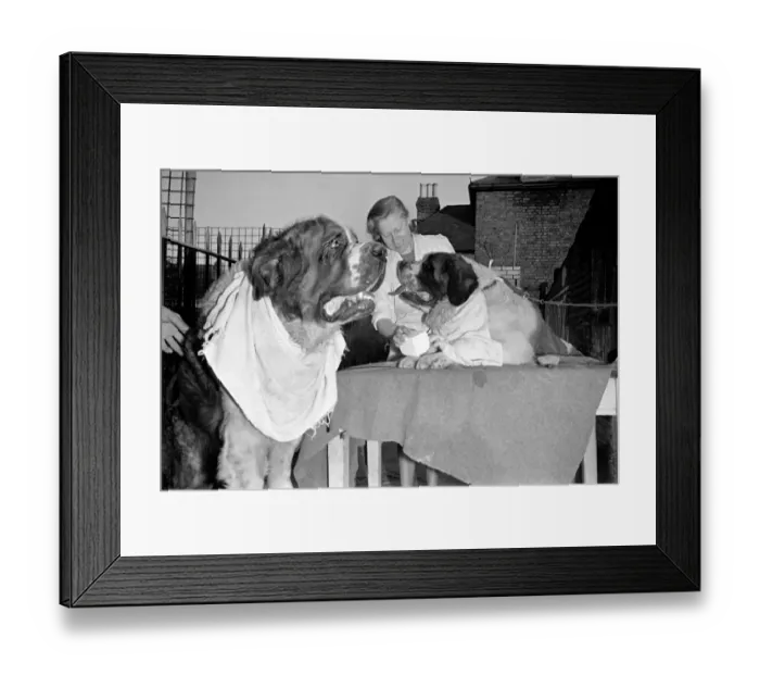 Framed Print : Miss Gladys Wilmot dry-cleans'St. Bernard dogs Apollo and Pericles