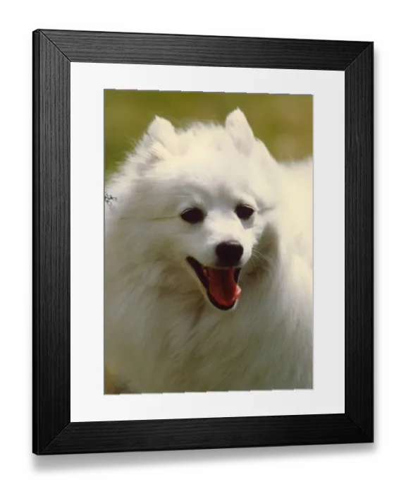 Framed Print : A very clean and white Japanese Spitz