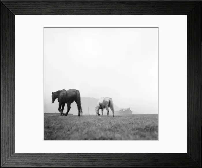 Framed Print : Treasure a blind thirty year old hunter and his constant companion Silver a Welsh pony Framed Print : Treasure a blind thirty year old hunter and his constant companion Silver a Welsh pony