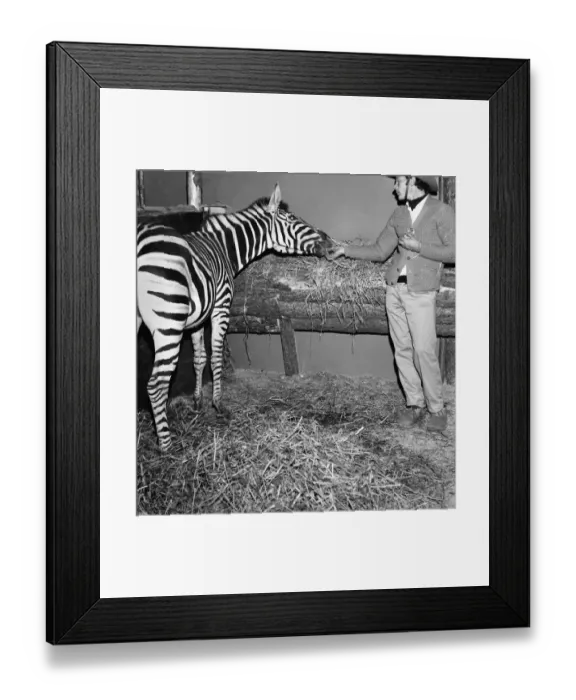 Framed Print : One of the three zebras that escaped from the Billy Smart Framed Print : One of the three zebras that escaped from the Billy Smart