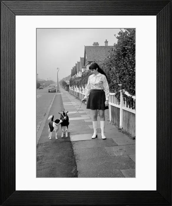 Framed Print : Lucy the goat who thinks shes a dog. She is seen with seen with her mistress Joan Framed Print : Lucy the goat who thinks shes a dog. She is seen with seen with her mistress Joan