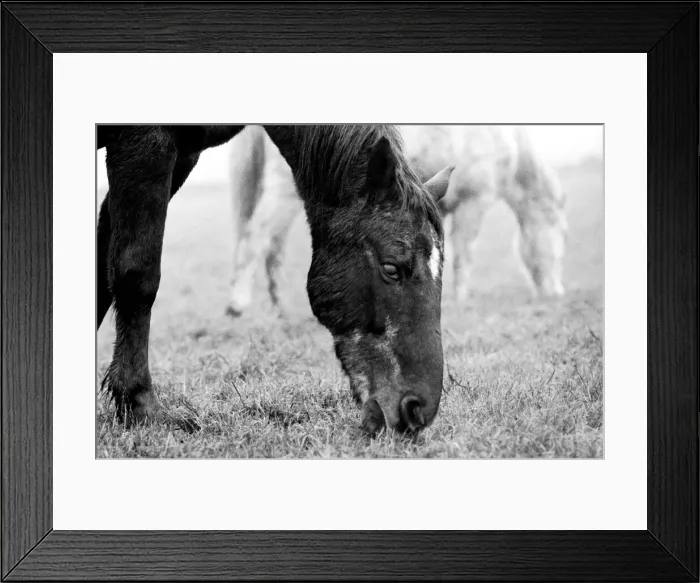 Framed Print : Treasure a blind thirty year old hunter and his constant companion Silver a Welsh pony