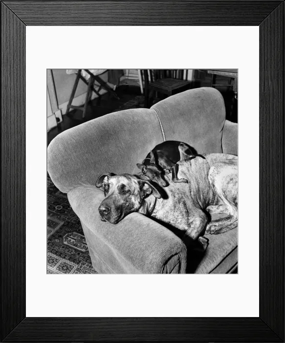 Framed Print : Chica and Jumo at Mrs. Woodhories farm house. April 1953 D1876-005