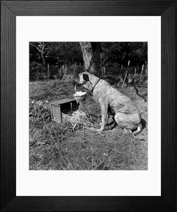 Framed Print : Chica and Jumo at Mrs. Woodhories farm house. April 1953 D1876-003 Framed Print : Chica and Jumo at Mrs. Woodhories farm house. April 1953 D1876-003