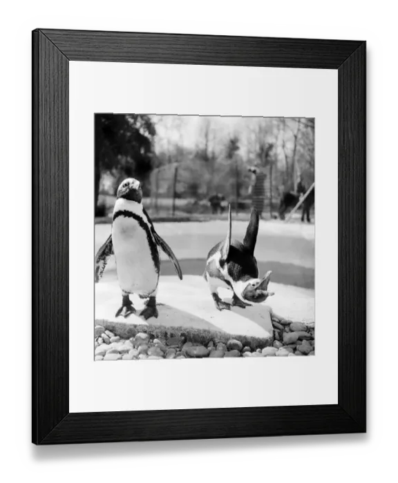 Framed Print : Penguins at Primley Zoo, Devon. April 1953 D1816