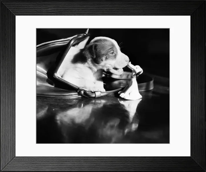 Framed Print : Cute puppy dog inside a womans handbag. March 1953 D1460 Framed Print : Cute puppy dog inside a womans handbag. March 1953 D1460