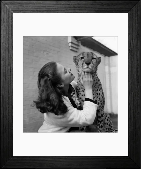 Framed Print : Artist Pat Larter with a leopard during a visit to the Zoo Framed Print : Artist Pat Larter with a leopard during a visit to the Zoo