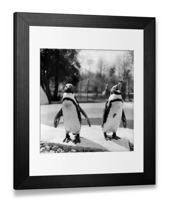 Framed Print : Penguins at Primley Zoo, Devon. April 1953 D1816-001 Framed Print : Penguins at Primley Zoo, Devon. April 1953 D1816-001