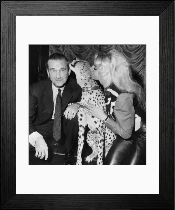 Framed Print : Lord Bath visited Ginni the cheetah who is in quarantine at the Raymonds Revuebar Framed Print : Lord Bath visited Ginni the cheetah who is in quarantine at the Raymonds Revuebar