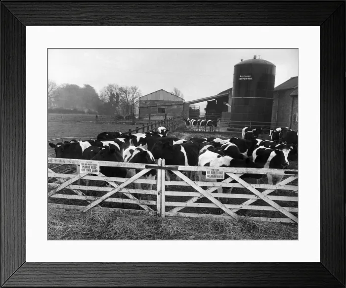Framed Print : Foot and mouth disease outbreak. A herd of pedigree Friesian cows waiting to be Framed Print : Foot and mouth disease outbreak. A herd of pedigree Friesian cows waiting to be