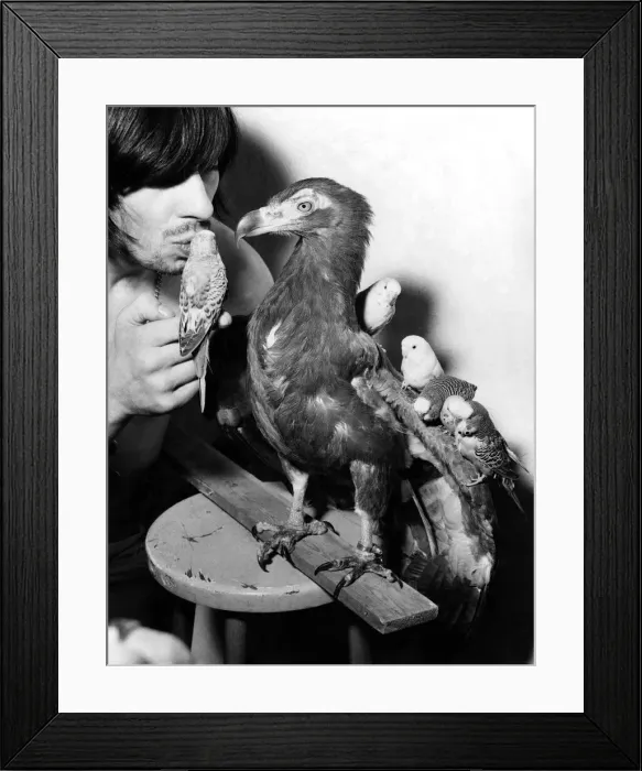 Framed Print : Busker dont gets the bird in a big way. Busker Don Crown with eagle vulture-Hawk-eye Framed Print : Busker dont gets the bird in a big way. Busker Don Crown with eagle vulture-Hawk-eye