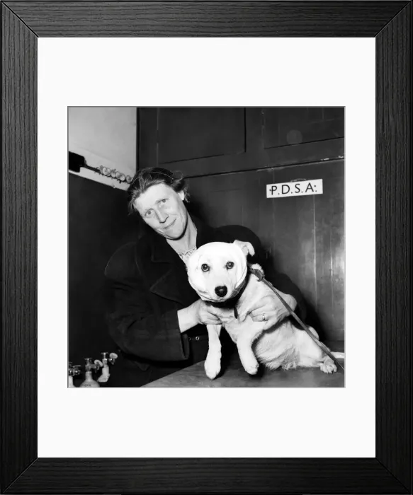 Framed Print : Dogs at the P. D. S. A. Centre, Woodford, Essex. August 1952. C4044-003