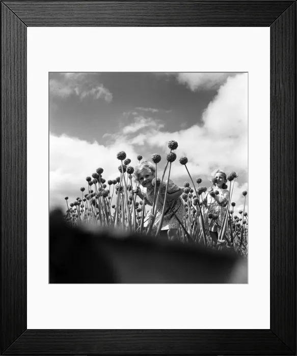 Framed Print : Children playing amongst Onion growing in Colchester Essex. September 1952 C4427