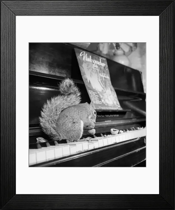 Framed Print : The Nutcracker Suite Sam'- Pet Squirrel - with Ivor Sherlock