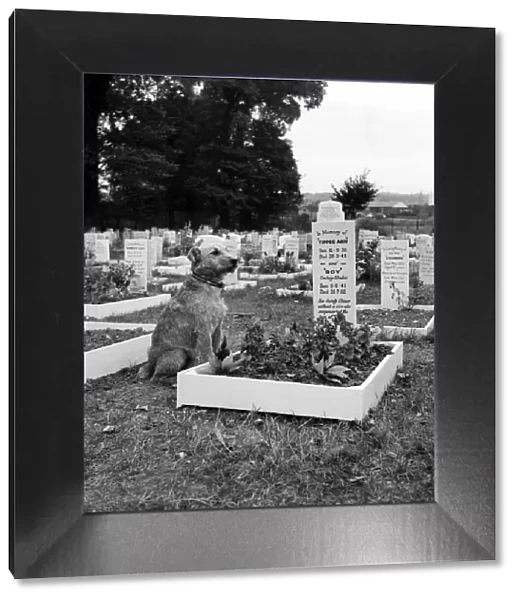 A dog sits beside the grave at the Dogs Cemetery at P. D. S. A. Centre, Woodford, Essex