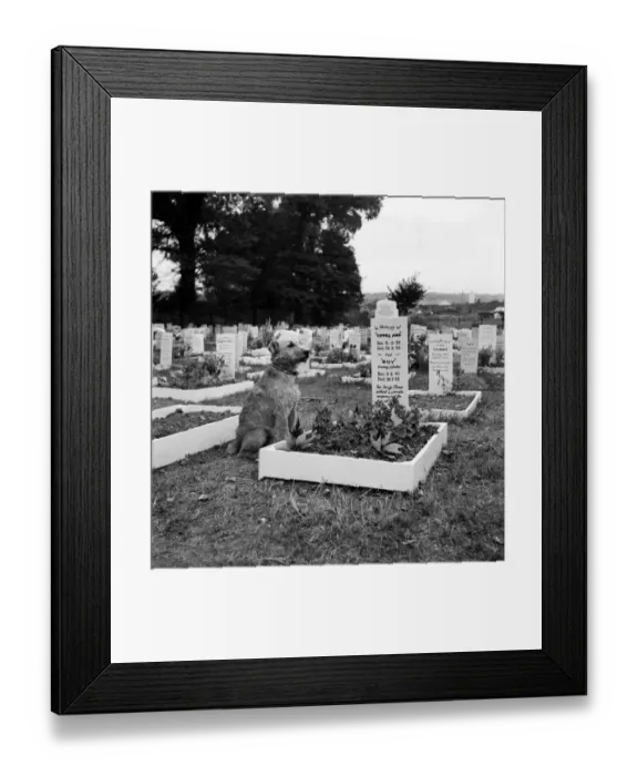 Framed Print : A dog sits beside the grave at the Dogs Cemetery at P. D. S. A. Centre, Woodford, Essex Framed Print : A dog sits beside the grave at the Dogs Cemetery at P. D. S. A. Centre, Woodford, Essex