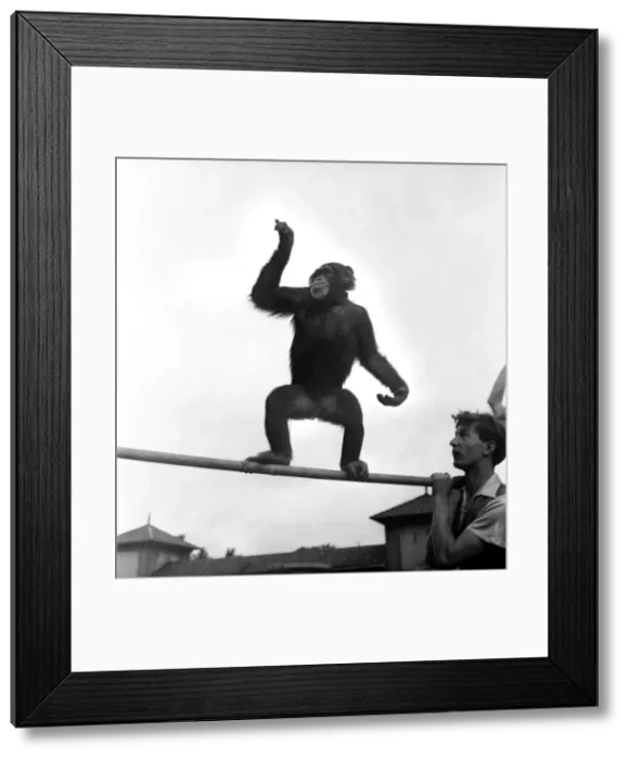 Framed Print : Animals at London Zoo. A Chimpanzee monkeys about before the chimps tea party Framed Print : Animals at London Zoo. A Chimpanzee monkeys about before the chimps tea party