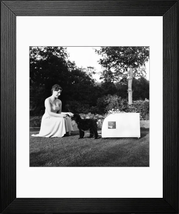Framed Print : Miniature French Poodle pulling her kennel on wheels with mistress Miss Barbara Cochrane Framed Print : Miniature French Poodle pulling her kennel on wheels with mistress Miss Barbara Cochrane