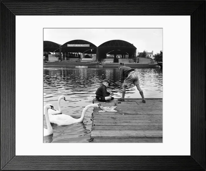 Framed Print : Artful Thames swans win a tasty meal. Brian Adams 9 and Michael Mitchell 10 keen young