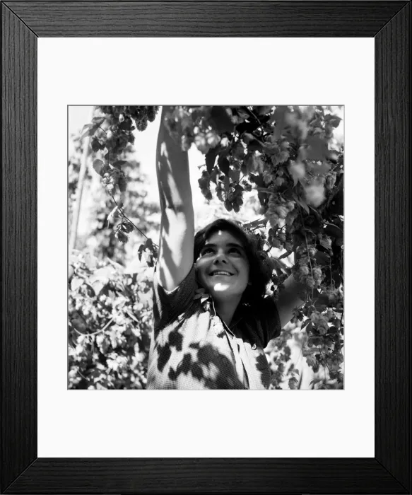Framed Print : Gwen Baylis picking Hops in the Hop Gardens of Kent. August 1952 C4268 Framed Print : Gwen Baylis picking Hops in the Hop Gardens of Kent. August 1952 C4268