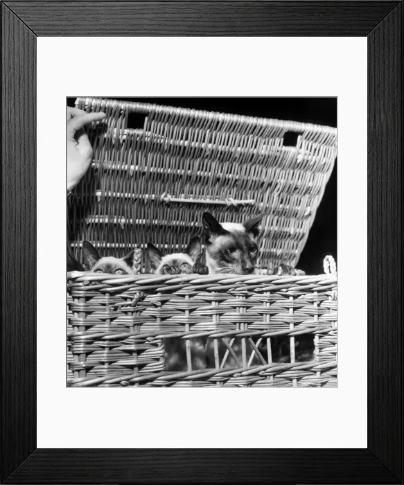 Framed Print : Siamese cats at festival of cats show at Royal Horticultive Hall. July 1952 C3812