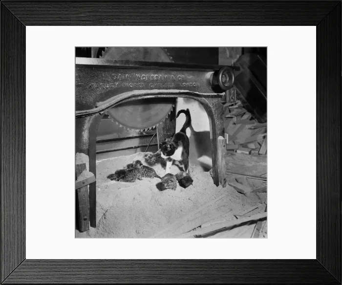 Framed Print : Cat and Kittens. July 1952 C3576 Framed Print : Cat and Kittens. July 1952 C3576